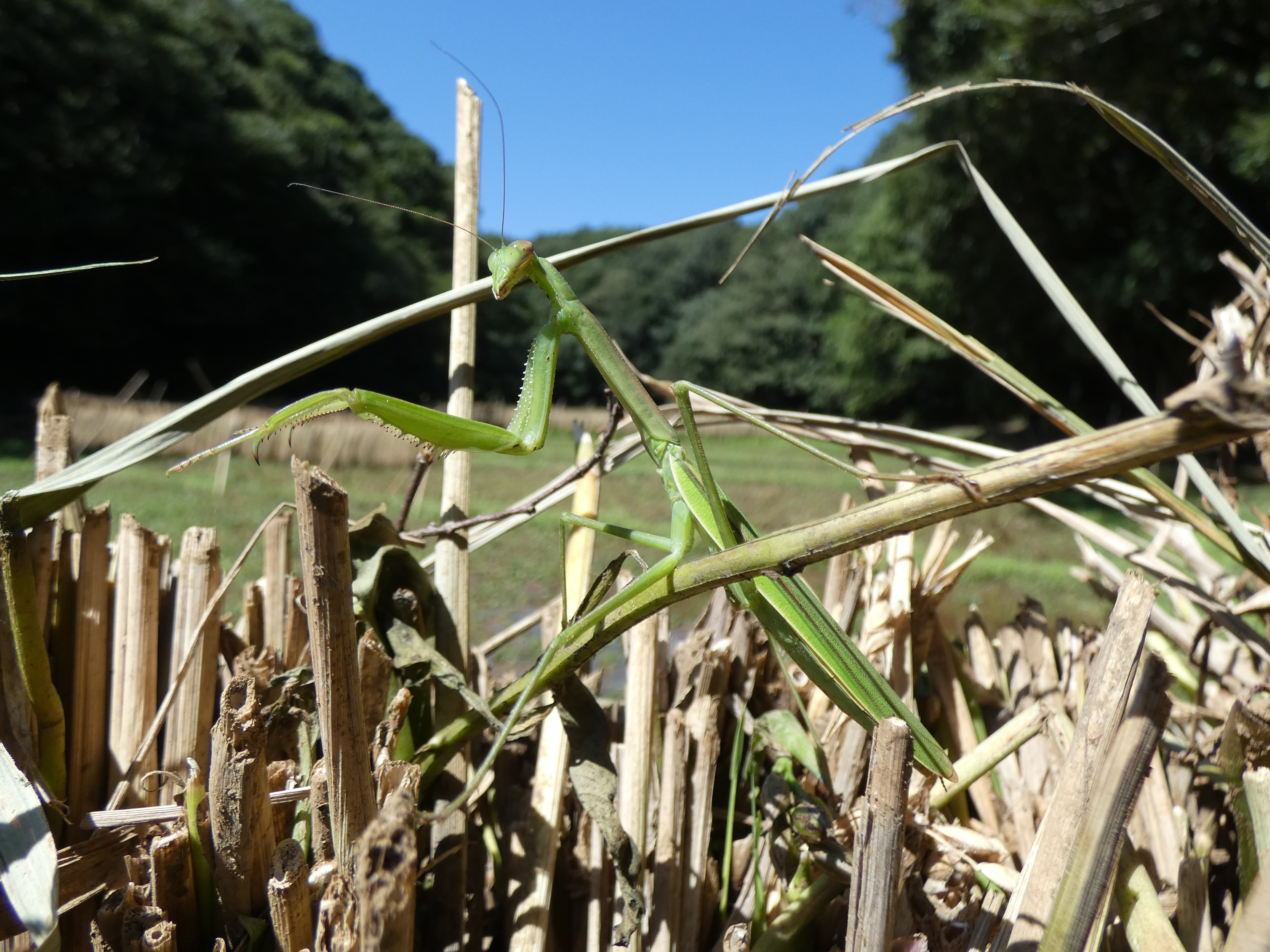 photo_2